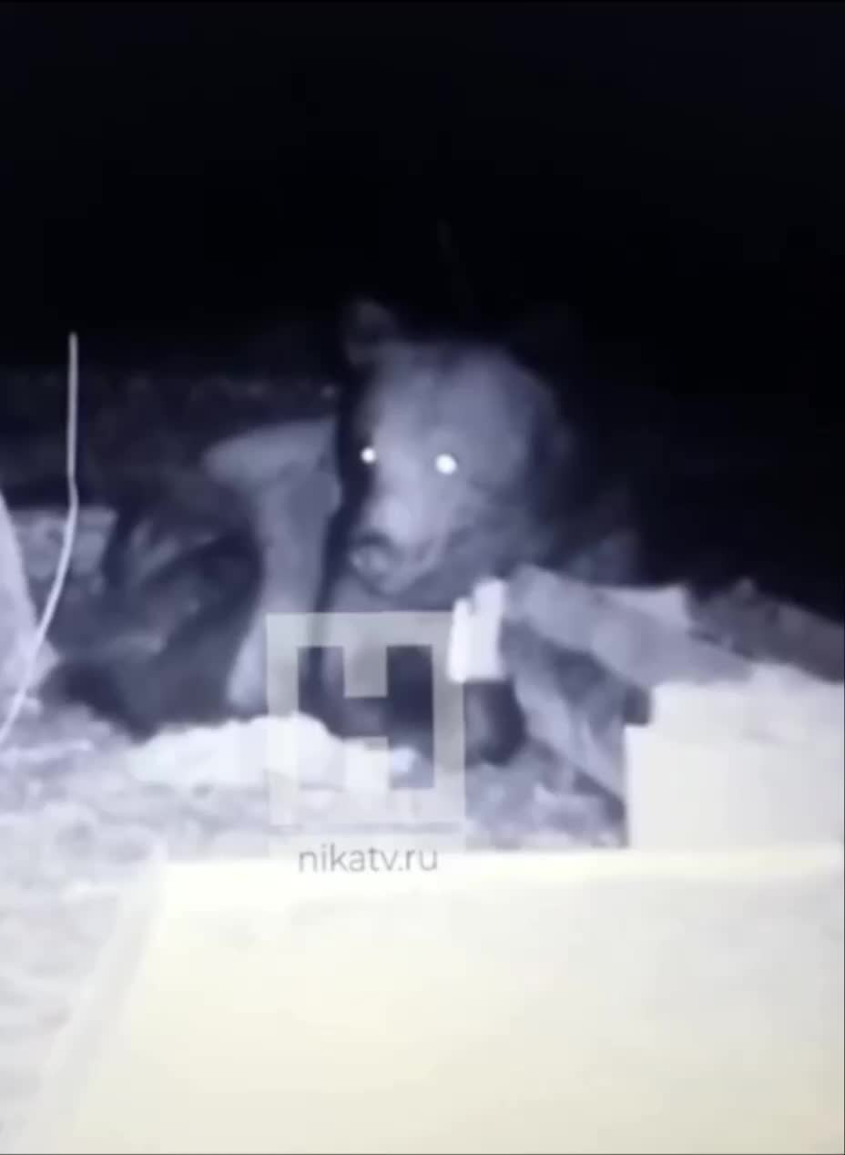 Медведь-убийца в фотоловушке: новые кадры из охотохозяйства