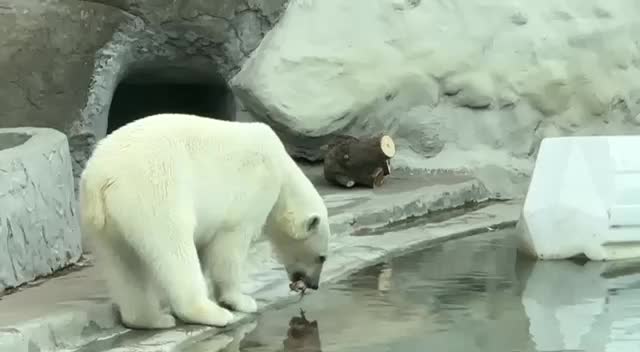 Новая фотозона с белыми медвежатами в Новосибирском зоопарке