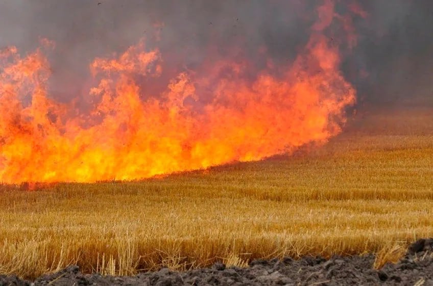 Более 100 га пшеницы сгорели при пожарах в Ростовской области.