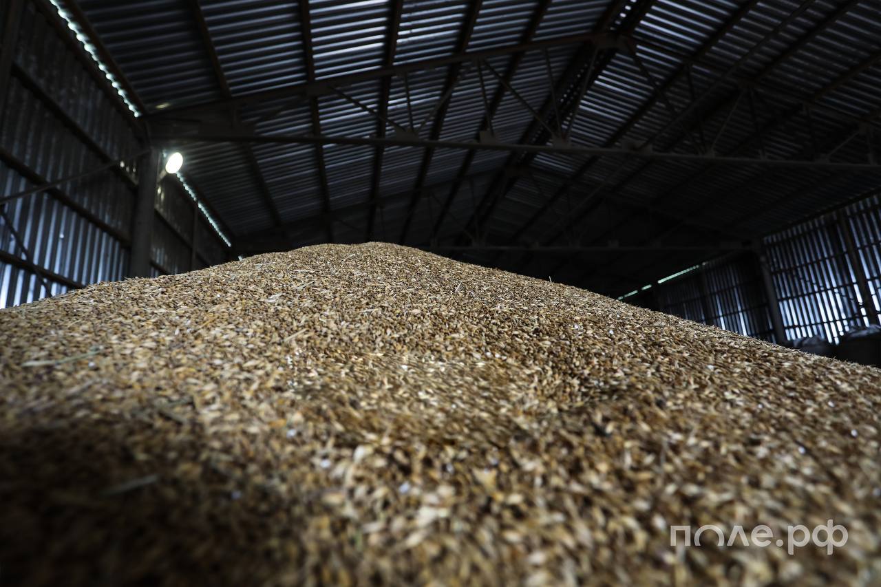 Аграрии Ростовской области собрали первый миллион тонн зерна.   По словам губернатора региона Василия Голубева, средняя урожайность в этом году заметно ниже, чем в прошлом.  Подробнее.