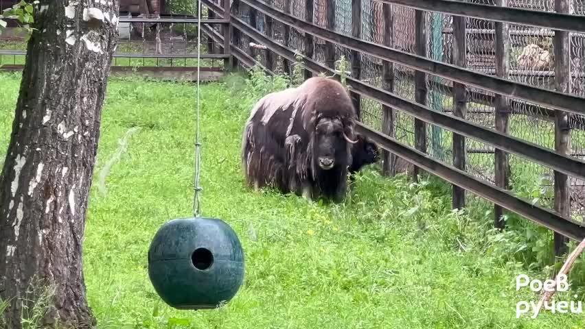 В красноярском зоопарке родился теленок овцебыка
