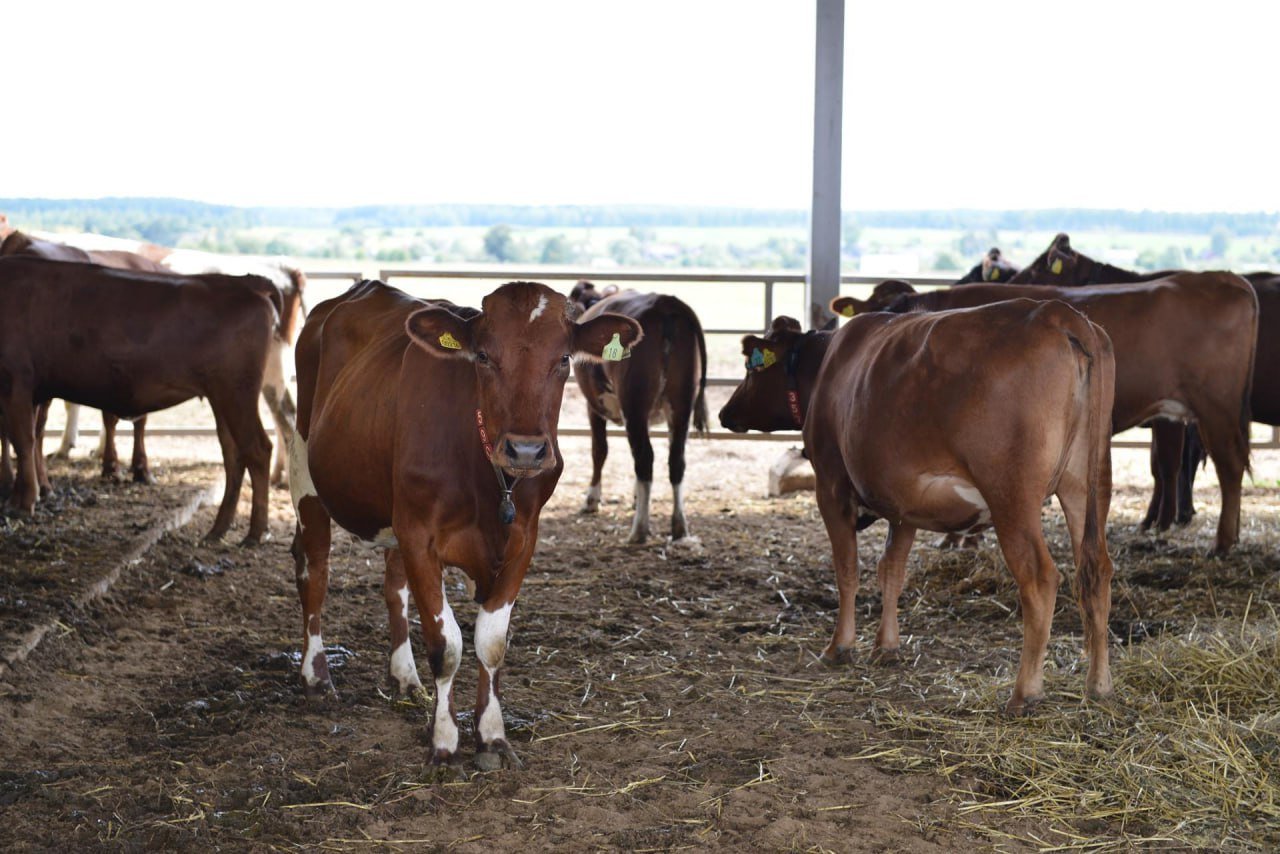 В Херсонской области растет поголовье сельскохозяйственных животных   В текущем году в Херсонской области наблюдается прирост поголовья в животноводческих хозяйствах.  Развитию отрасли в регионе способствует реализация мер государственной поддержки. В 2023 году общая сумма субсидий в организованном секторе превысила 150 млн рублей.  По данным на июнь 2024 года, поголовье крупного рогатого скота составляет 11,5 тыс. голов, что на 1000 голов больше по сравнению с 1 января 2024 года. Количество овец и коз с начала года увеличилось чуть больше, чем на 30% и составляет 12,1 тыс. голов. Количество свиней практически не изменилось. На данный момент у индивидуальных предпринимателей и юридических лиц, зарегистрированных на Херсонщине, 7,6 тыс. голов.  В личных подсобных хозяйствах населения общая численность поголовья животных превышает 20 тысяч условных голов.