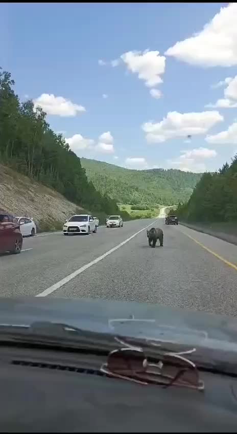 Автомобилисты играют с медведем на трассе