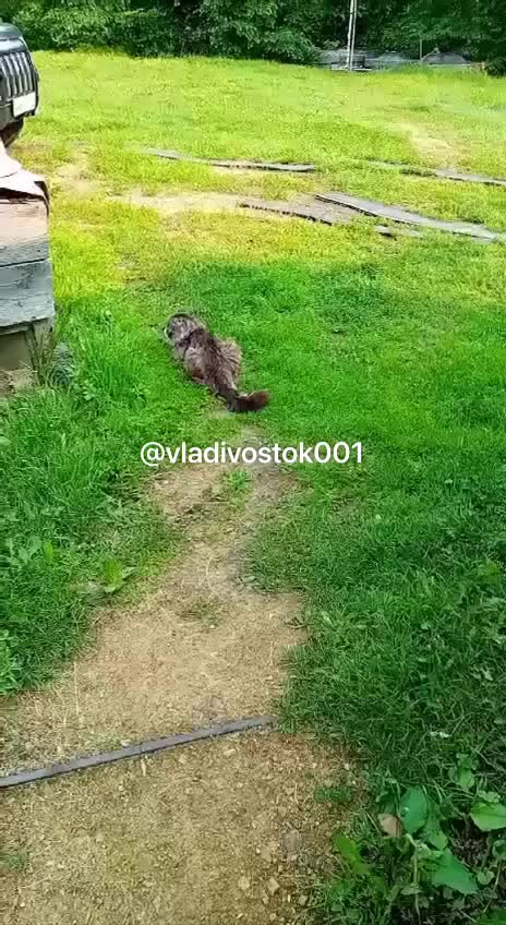 Лиса напала на сторожевого пса в Бурятии