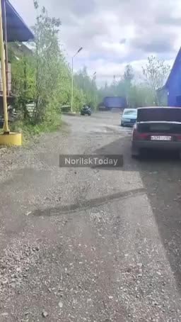 Медведь напал на людей в Норильске