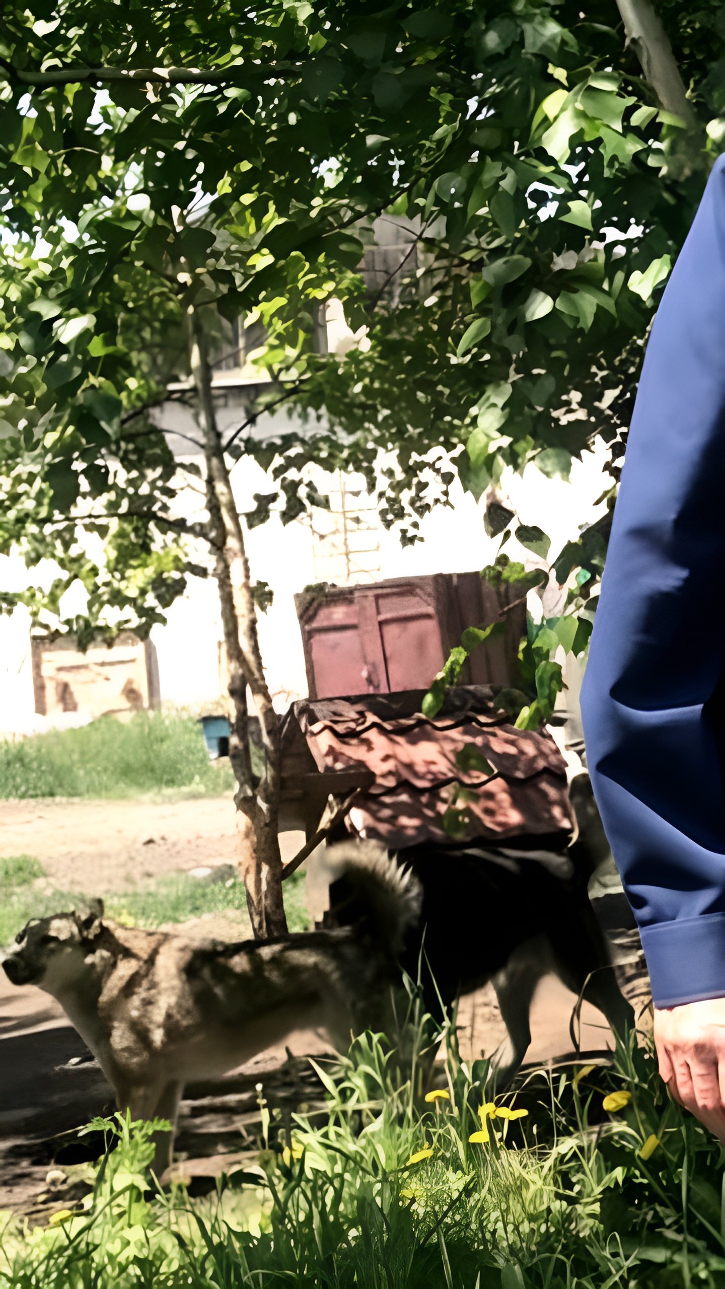 Нарушения в собачьих приютах на Камчатке