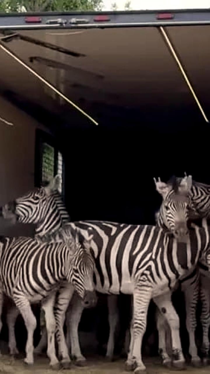 Обмен животными между заповедниками: зебры из «Аскания-Нова» прибыли в крымский сафари-парк «Тайган»