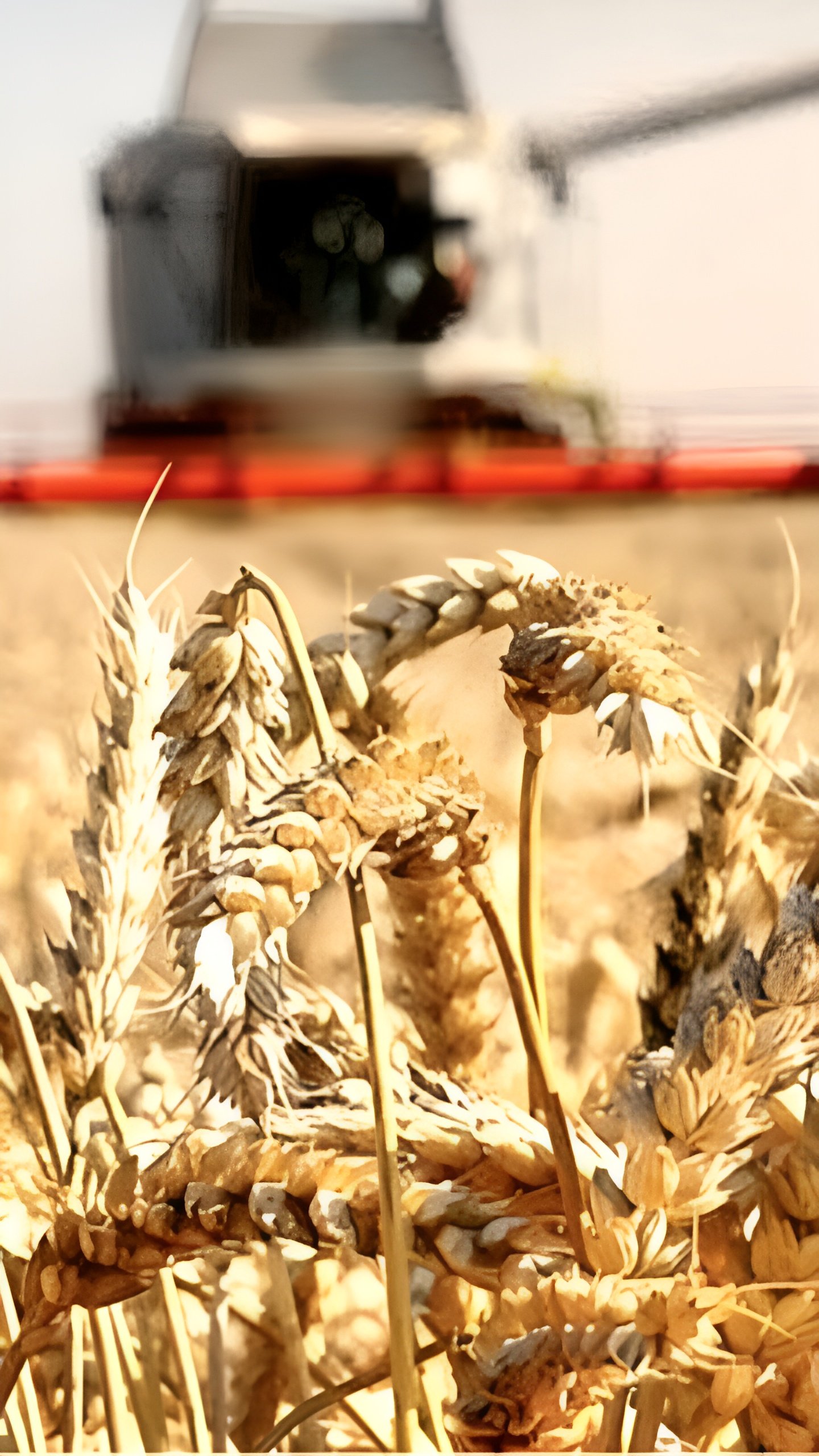 Ростовская область достигла миллиона тонн зерна при низкой урожайности