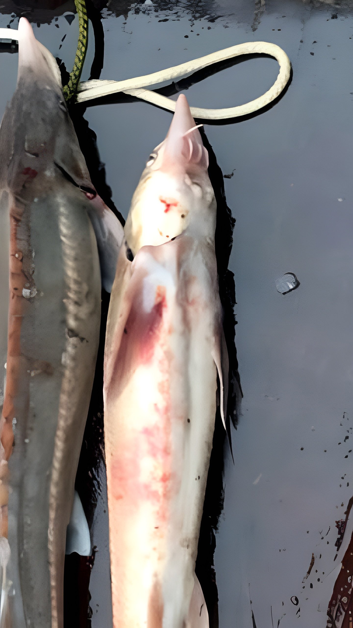 В Северо-Енисейском районе возбуждено уголовное дело в отношении браконьера, незаконно выловившего более 80 рыб